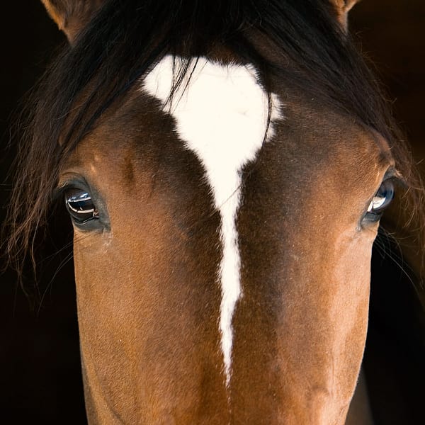 Equine Welfare and Management